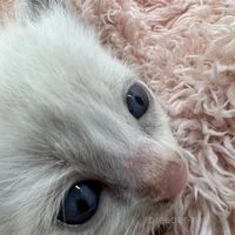 販売中の埼玉県のラグドール-130759の6枚目