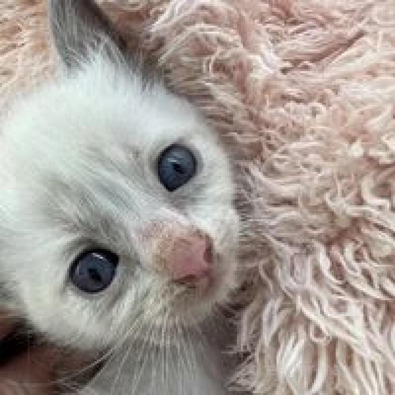 販売中の埼玉県のラグドール-130759の3枚目