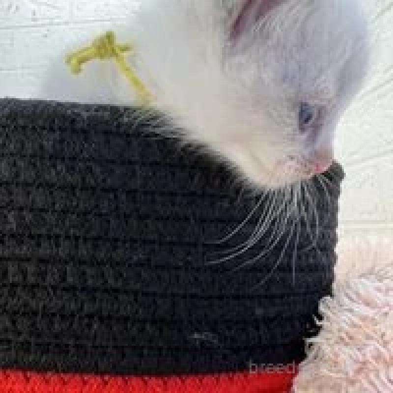 販売中の埼玉県のラグドール-130760の14枚目