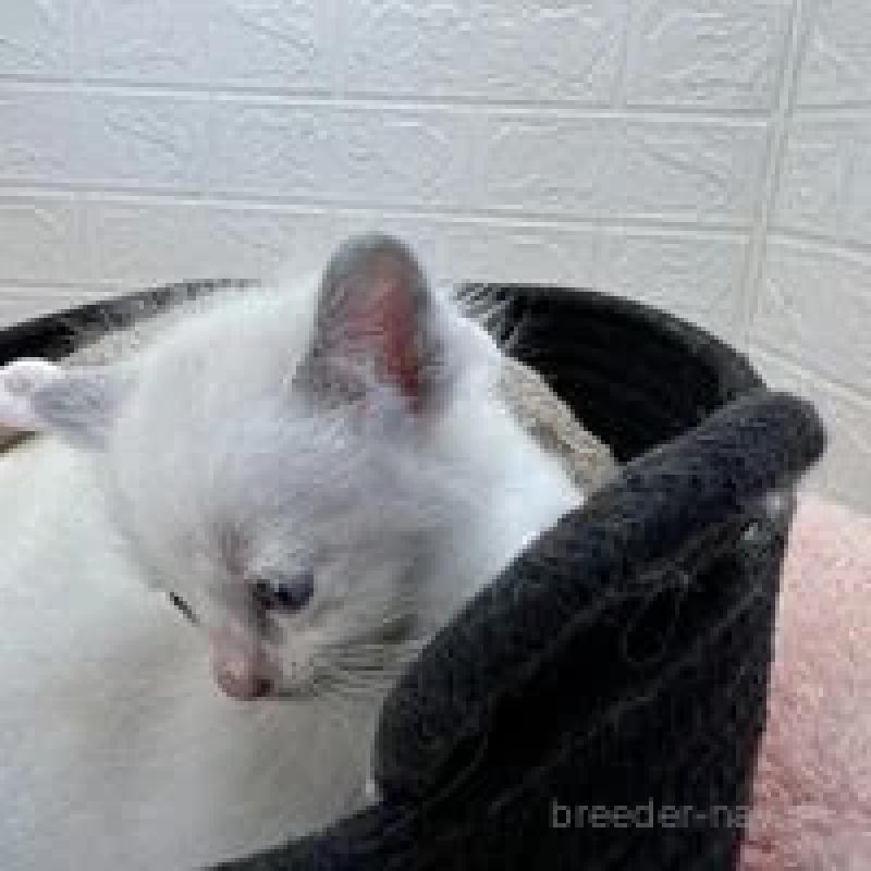 販売中の埼玉県のラグドール-130760の13枚目