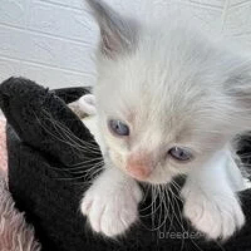 販売中の埼玉県のラグドール-130760の12枚目