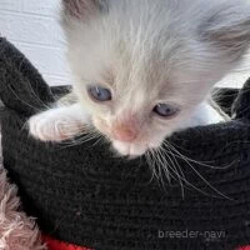 販売中の埼玉県のラグドール-130760の11枚目