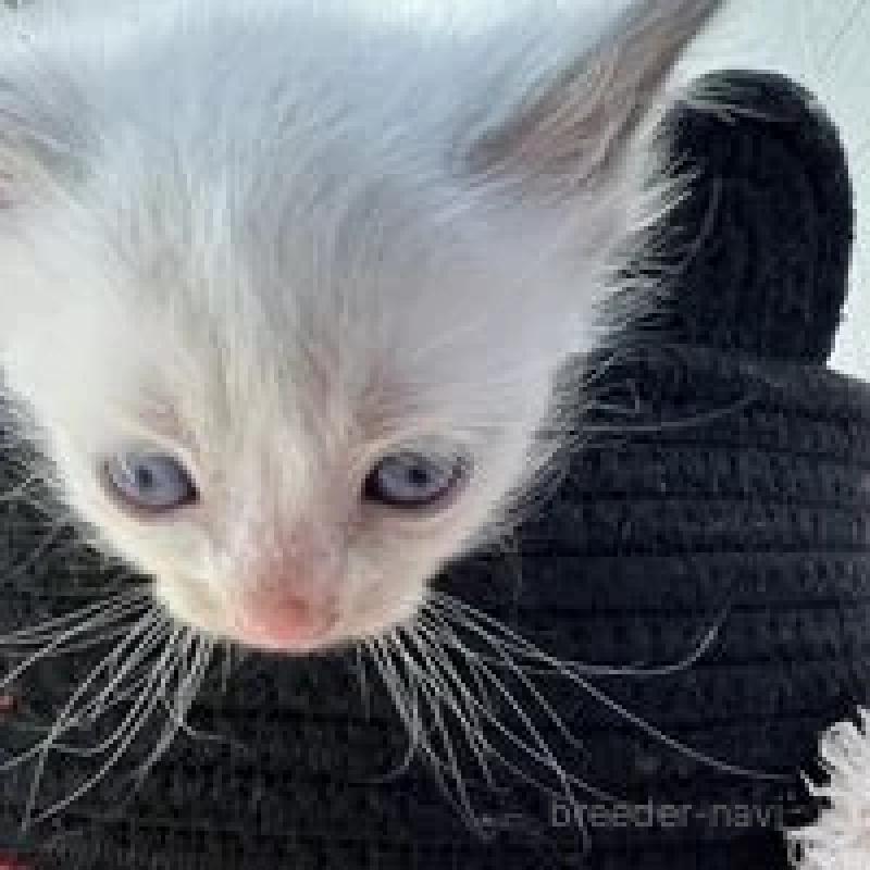 販売中の埼玉県のラグドール-130760の9枚目