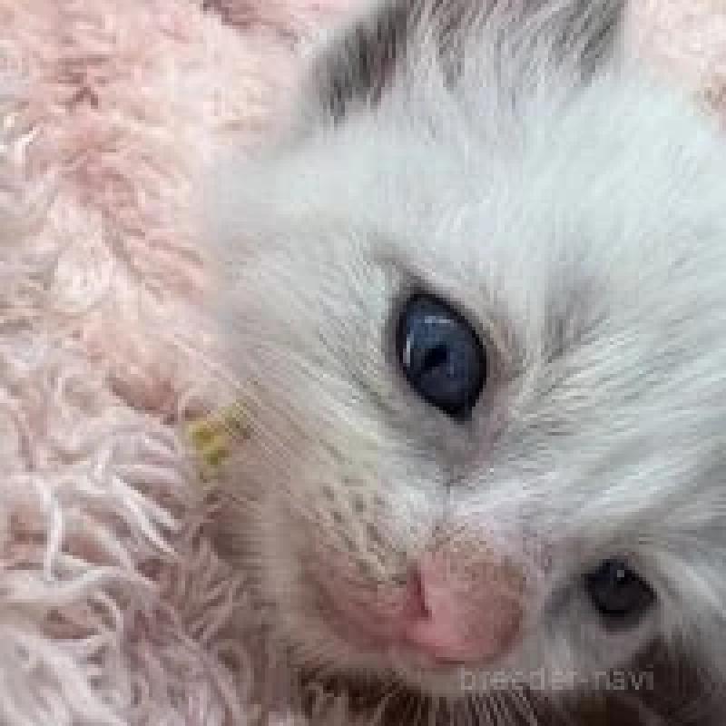 販売中の埼玉県のラグドール-130760の10枚目