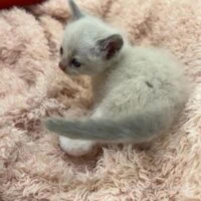 販売中の埼玉県のラグドール-130760の5枚目