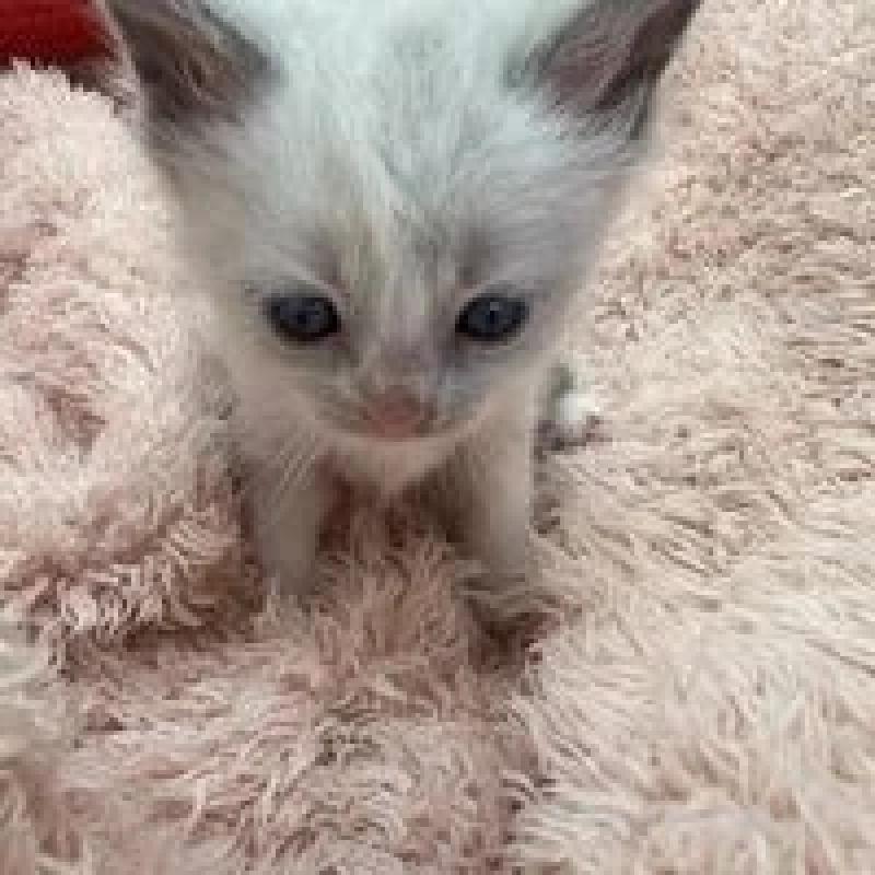 販売中の埼玉県のラグドール-130760の3枚目