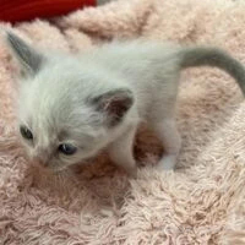 販売中の埼玉県のラグドール-130760の4枚目