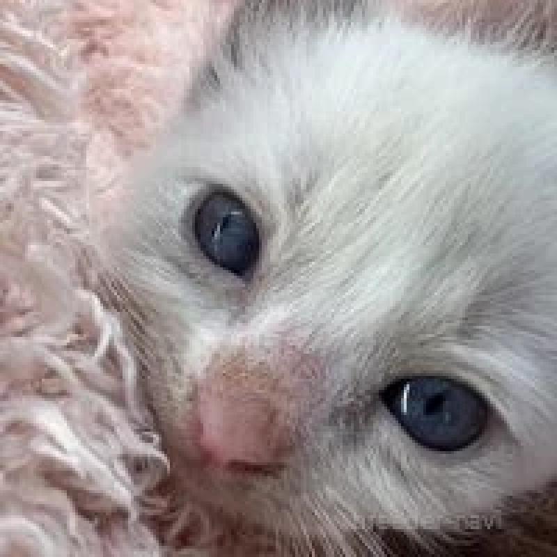 販売中の埼玉県のラグドール-130760の2枚目