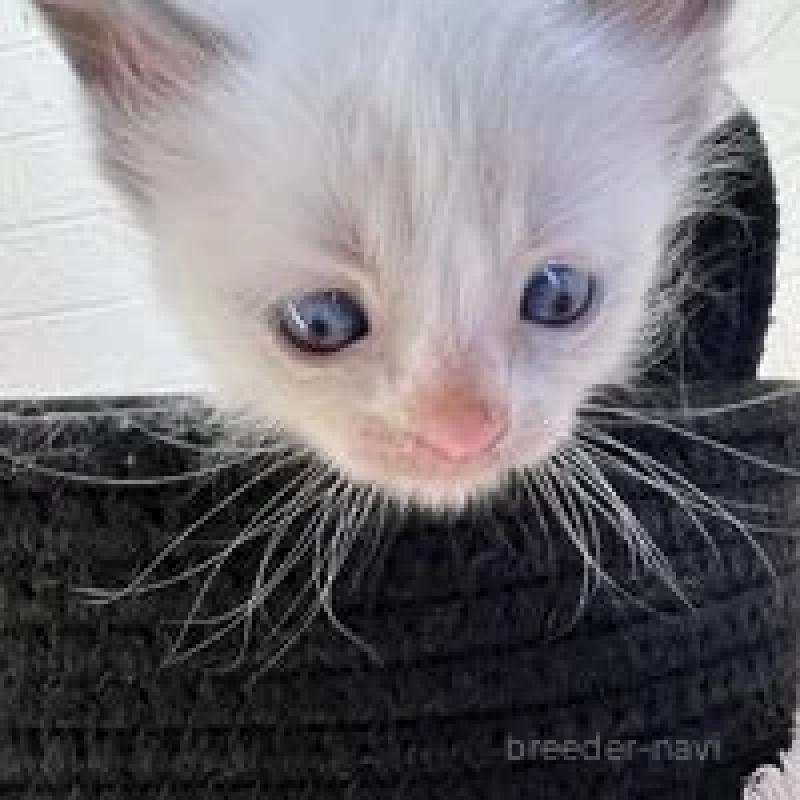 販売中の埼玉県のラグドール-130760