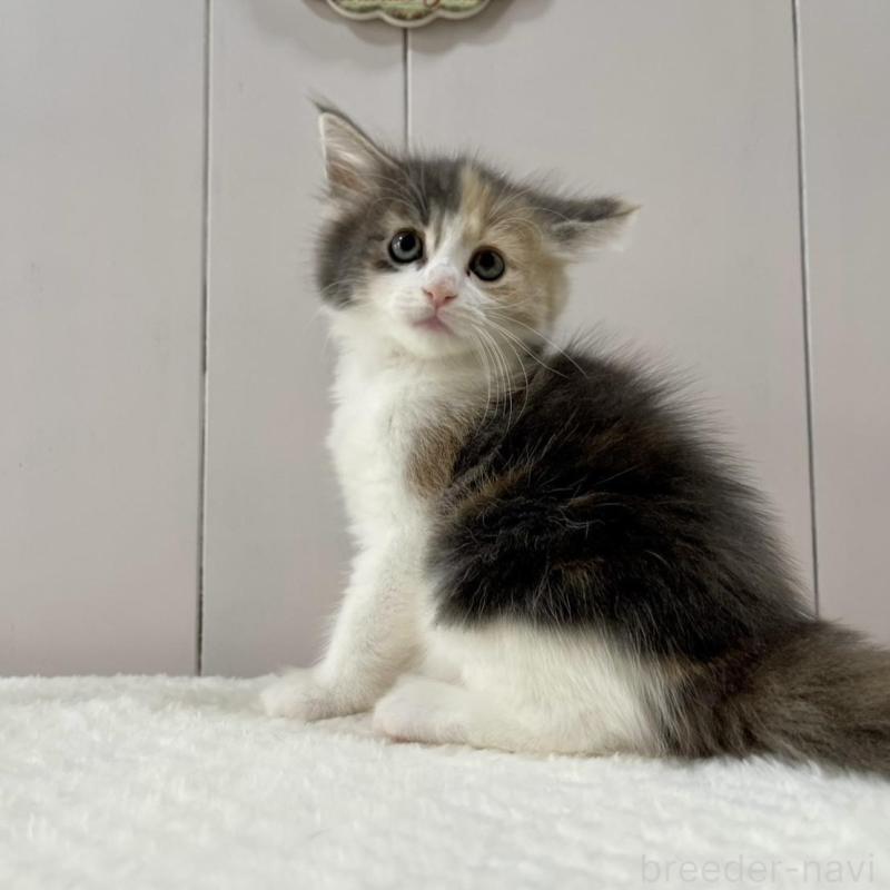 販売中の愛知県のノルウェージャンフォレストキャット-130761の3枚目