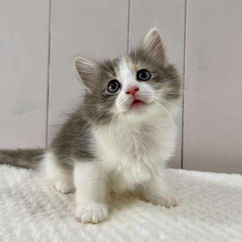 販売中の愛知県のノルウェージャンフォレストキャット-130762