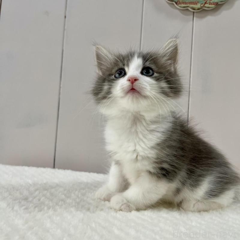 販売中の愛知県のノルウェージャンフォレストキャット-130763の3枚目