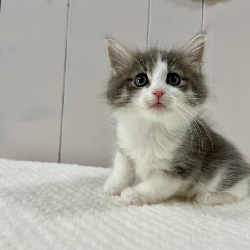 販売中の愛知県のノルウェージャンフォレストキャット-130763の2枚目