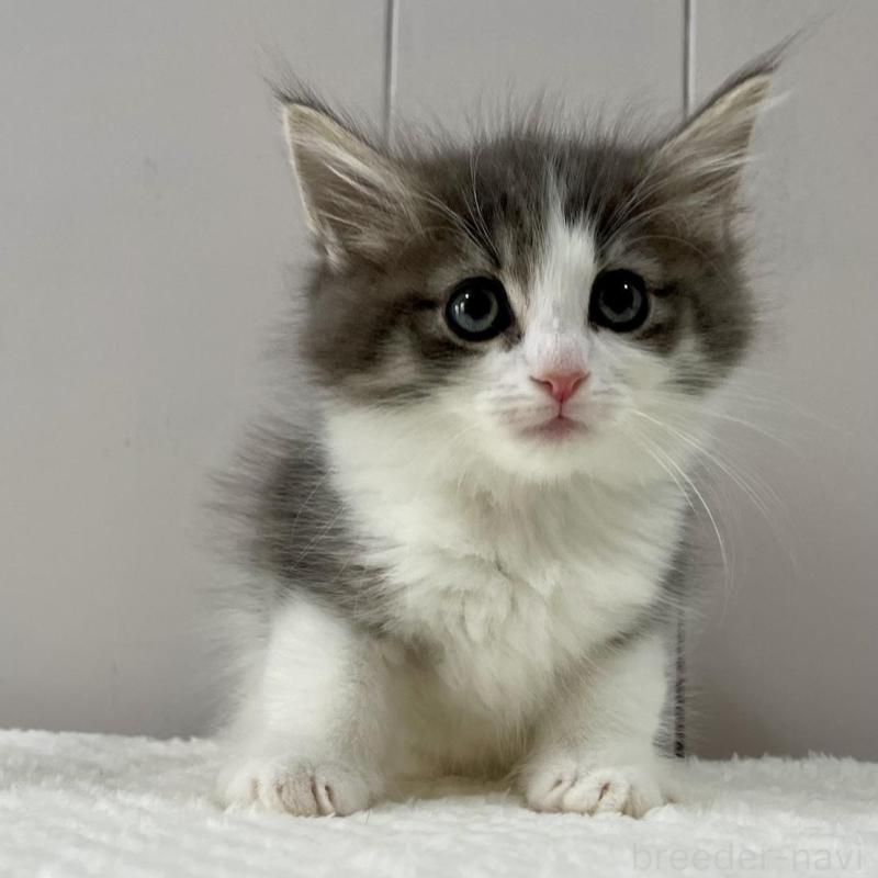 販売中の愛知県のノルウェージャンフォレストキャット-130763の1枚目