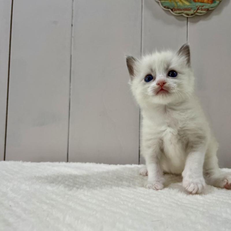 販売中の愛知県のラグドール-130764の3枚目