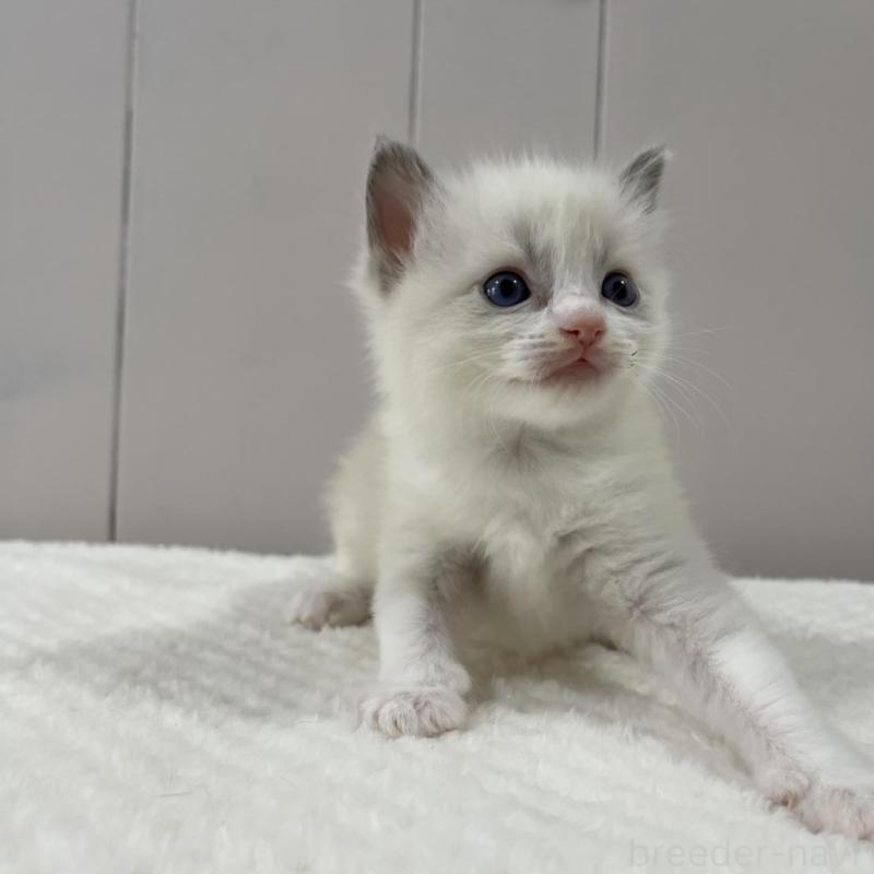 販売中の愛知県のラグドール-130764の2枚目