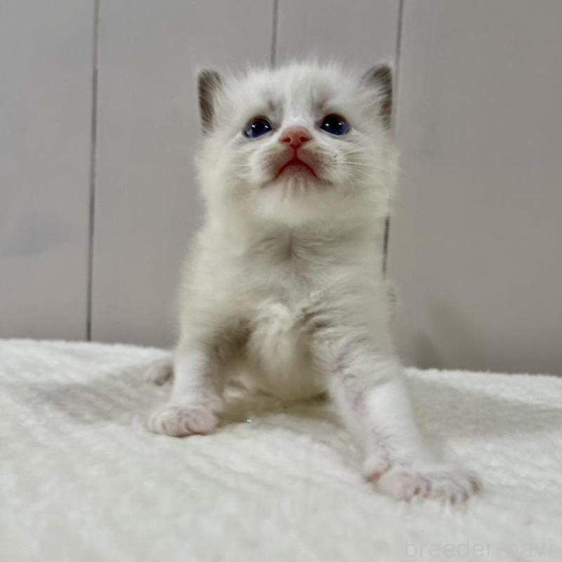 販売中の愛知県のラグドール-130764