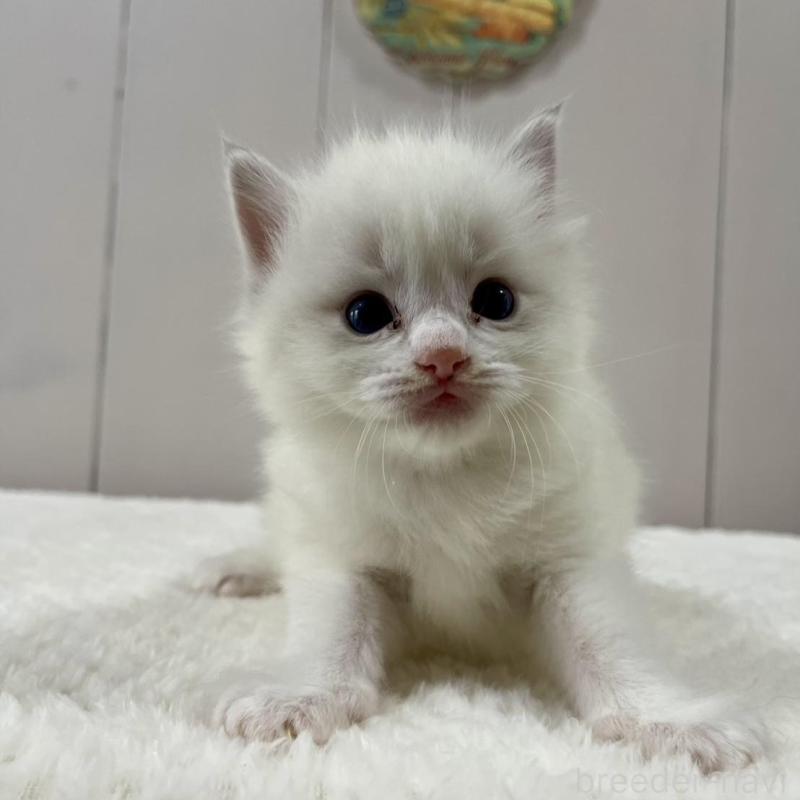 販売中の愛知県のラグドール-130765の3枚目