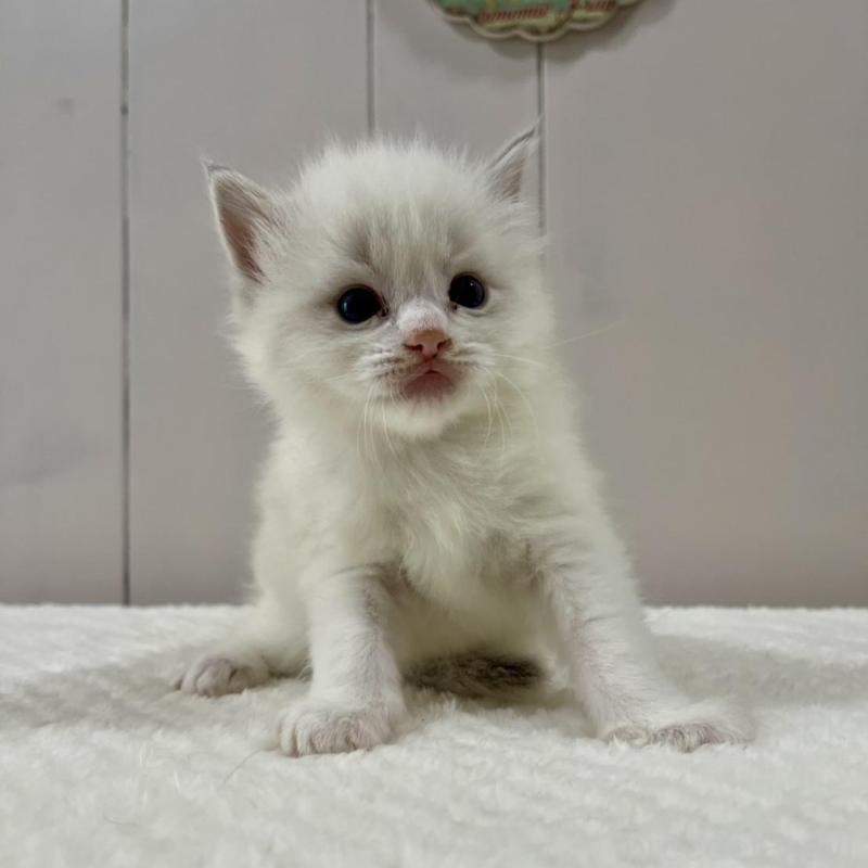 販売中の愛知県のラグドール-130765の2枚目