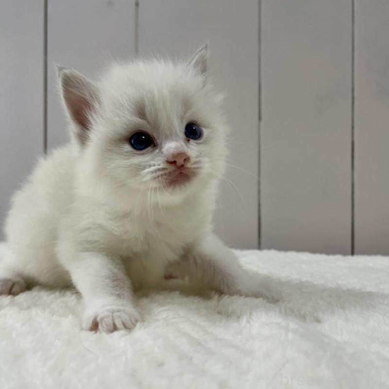 販売中の愛知県のラグドール-130765