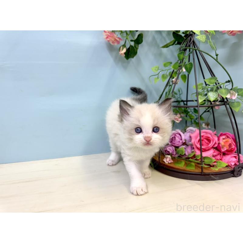 販売中の埼玉県のラグドール-130766の5枚目