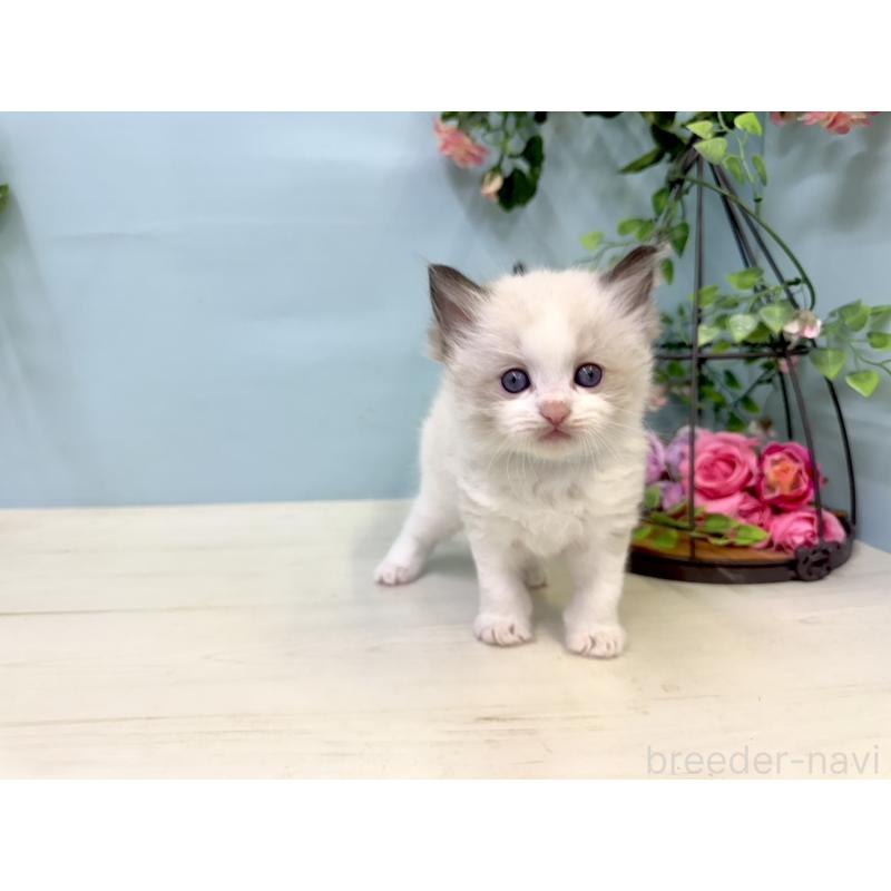 販売中の埼玉県のラグドール-130766の4枚目