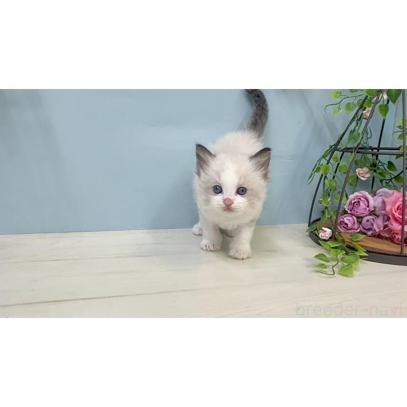 販売中の埼玉県のラグドール-130766の3枚目