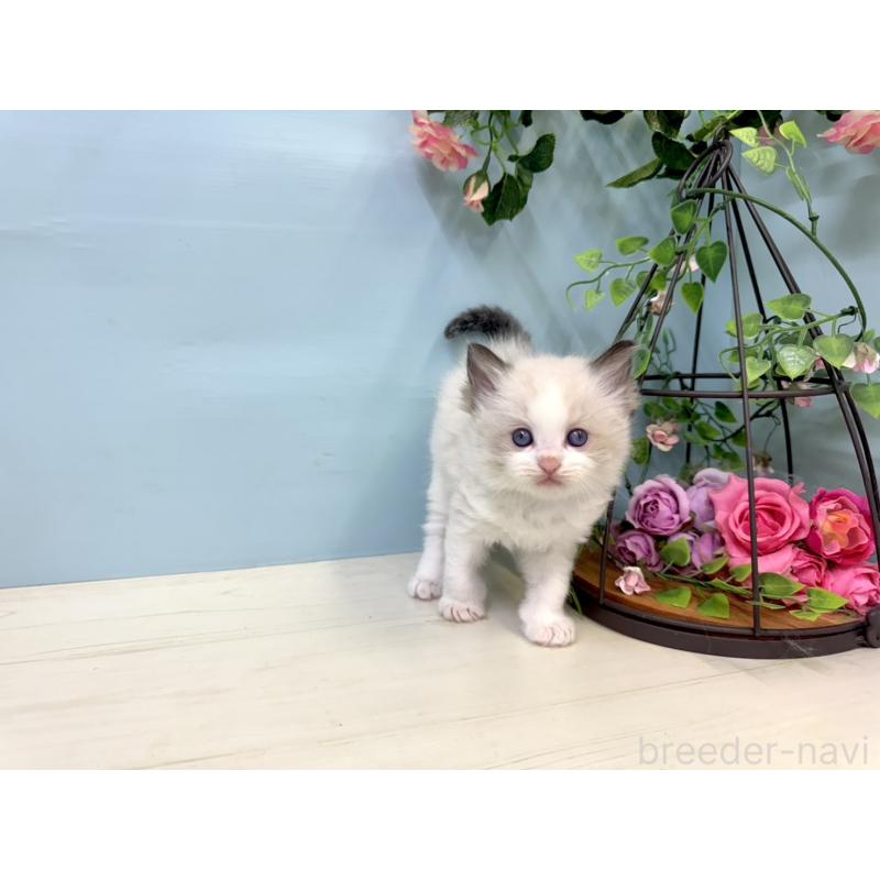 販売中の埼玉県のラグドール-130766の2枚目