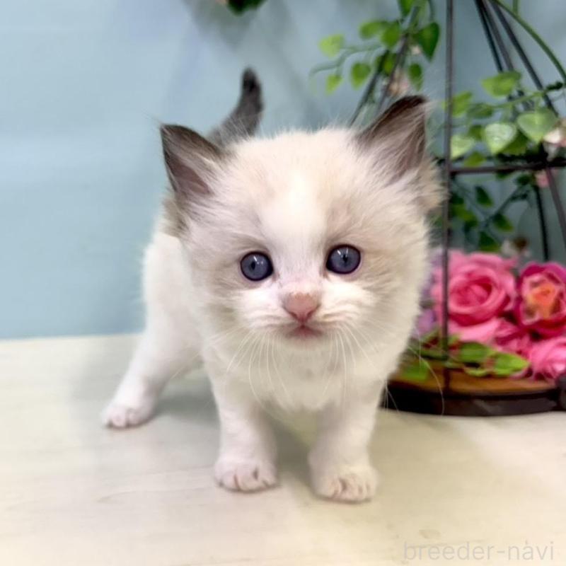 販売中の埼玉県のラグドール-130766