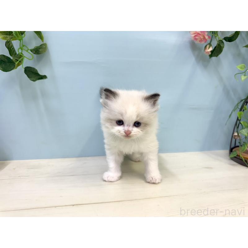 販売中の埼玉県のラグドール-130767の5枚目