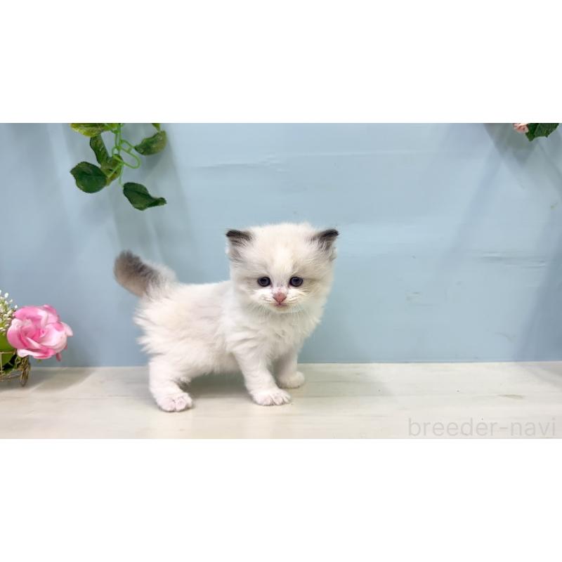 販売中の埼玉県のラグドール-130767の3枚目