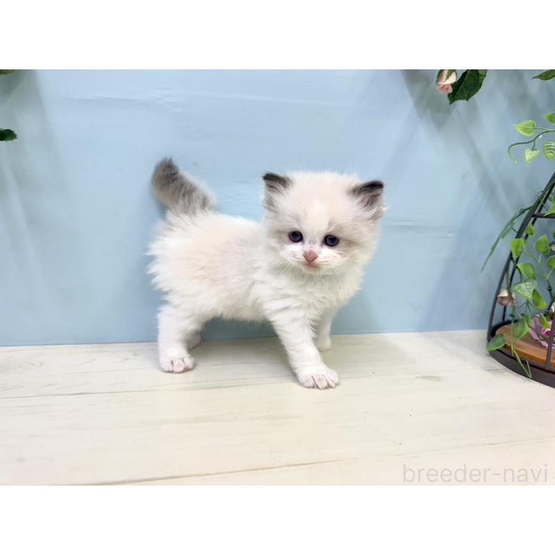 販売中の埼玉県のラグドール-130767の2枚目