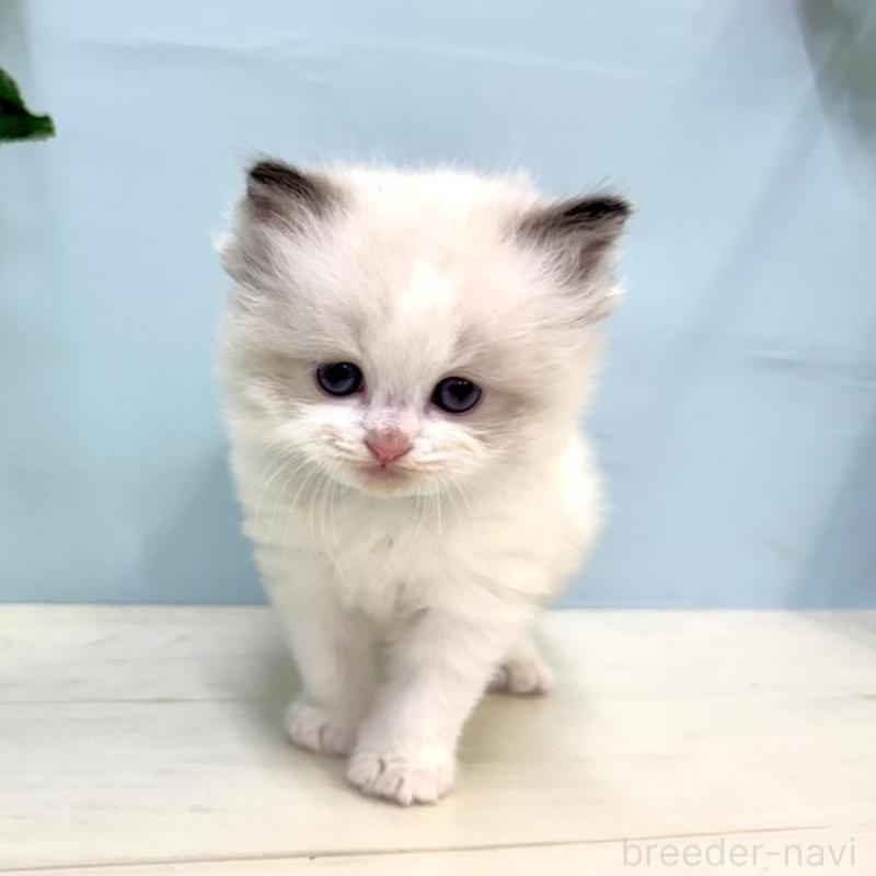 販売中の埼玉県のラグドール-130767