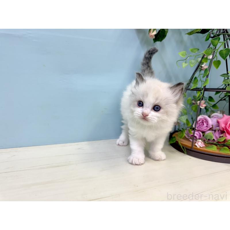 販売中の埼玉県のラグドール-130768の5枚目