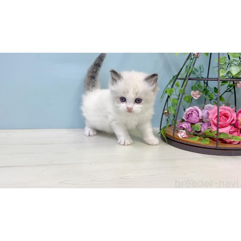 販売中の埼玉県のラグドール-130768の4枚目