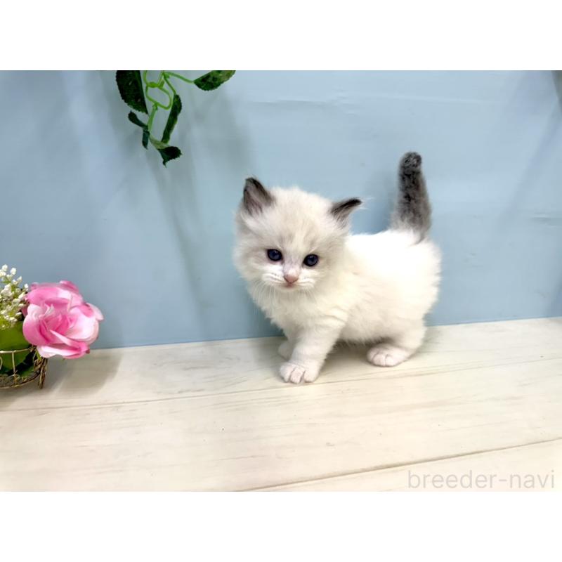 販売中の埼玉県のラグドール-130768の3枚目