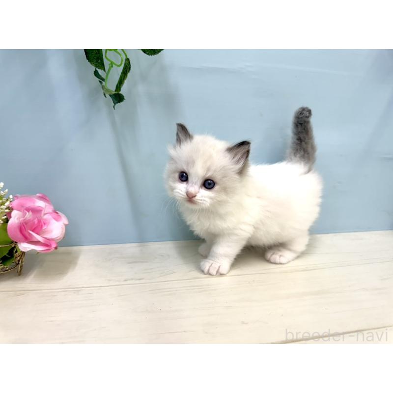 販売中の埼玉県のラグドール-130768の2枚目