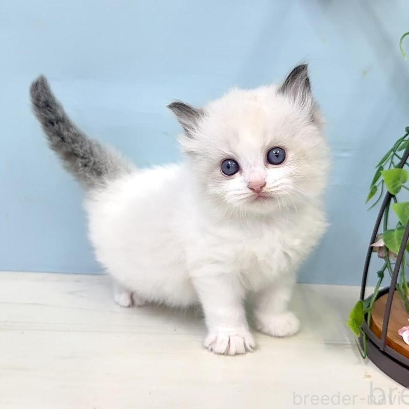 販売中の埼玉県のラグドール-130768の1枚目