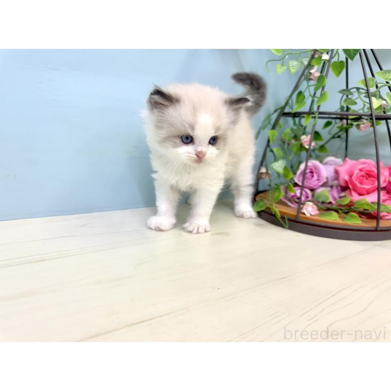 販売中の埼玉県のラグドール-130769の5枚目