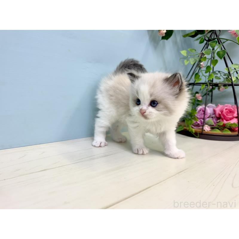 販売中の埼玉県のラグドール-130769の4枚目