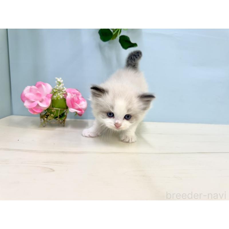 販売中の埼玉県のラグドール-130769の3枚目