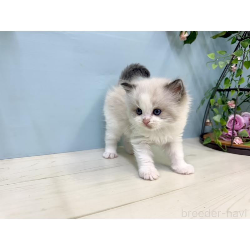 販売中の埼玉県のラグドール-130769の2枚目