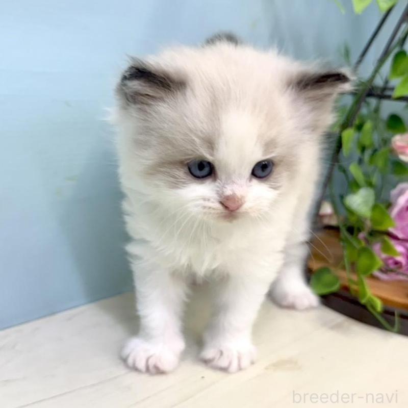 販売中の埼玉県のラグドール-130769