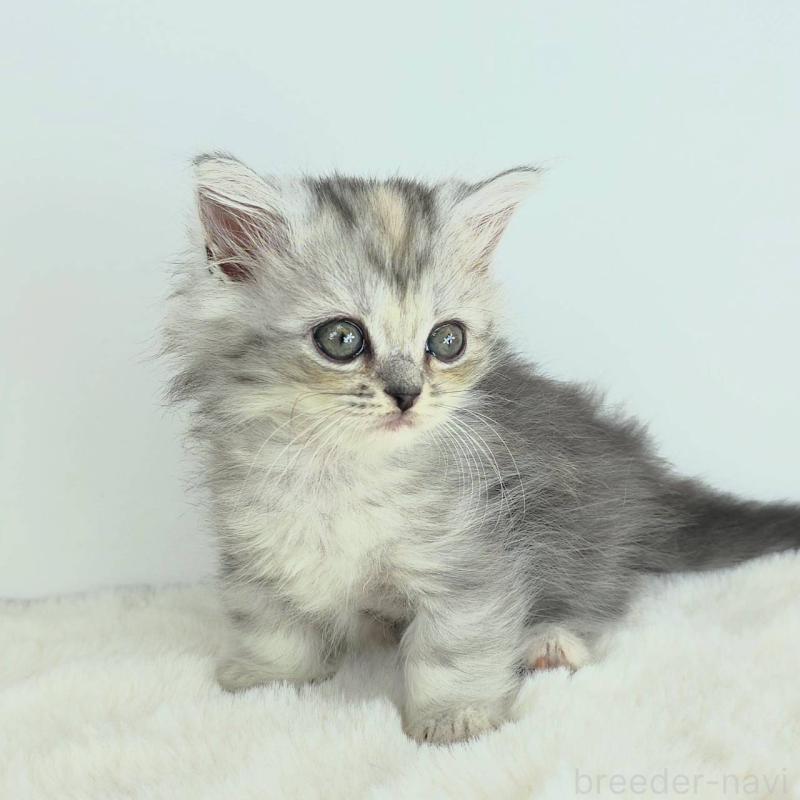 販売中の茨城県のマンチカン-130770の5枚目