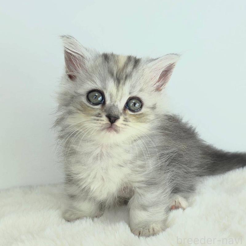 販売中の茨城県のマンチカン-130770の4枚目