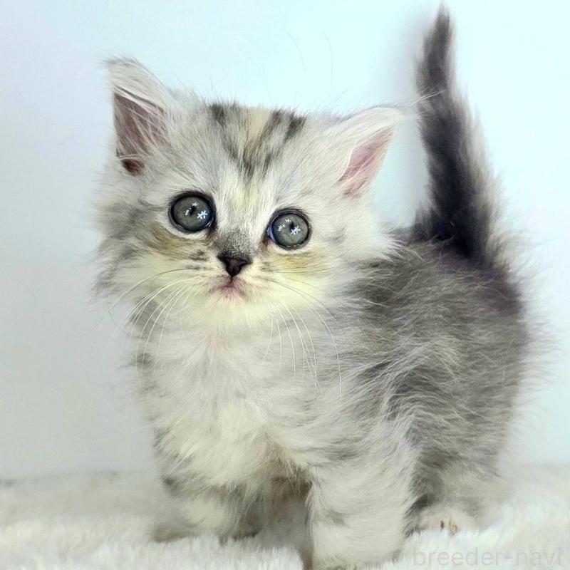 販売中の茨城県のマンチカン-130770の1枚目