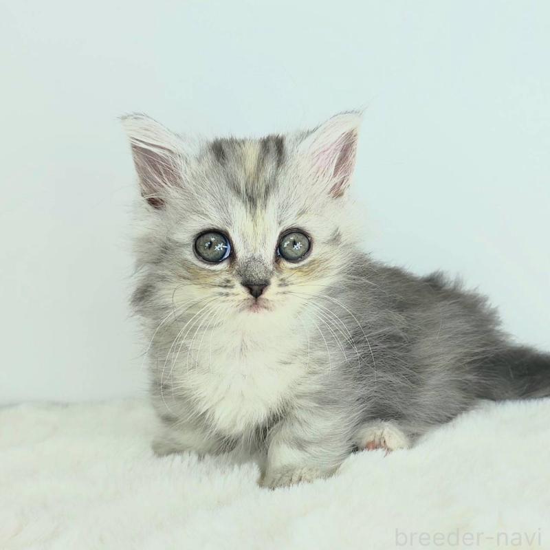 販売中の茨城県のマンチカン-130770の3枚目