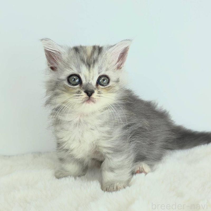 販売中の茨城県のマンチカン-130770の2枚目