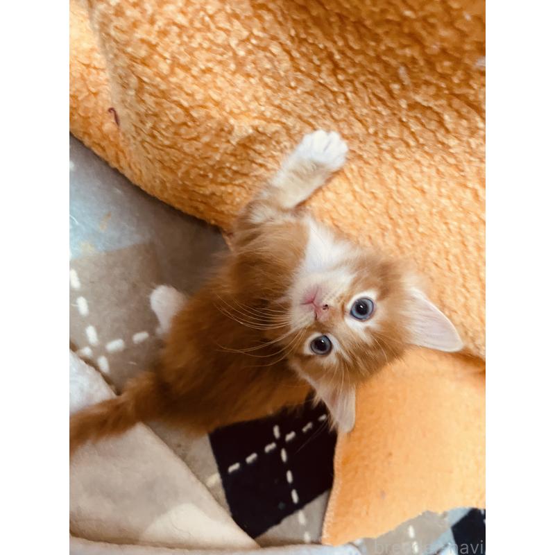 販売中の京都府のメインクーン-130772の6枚目