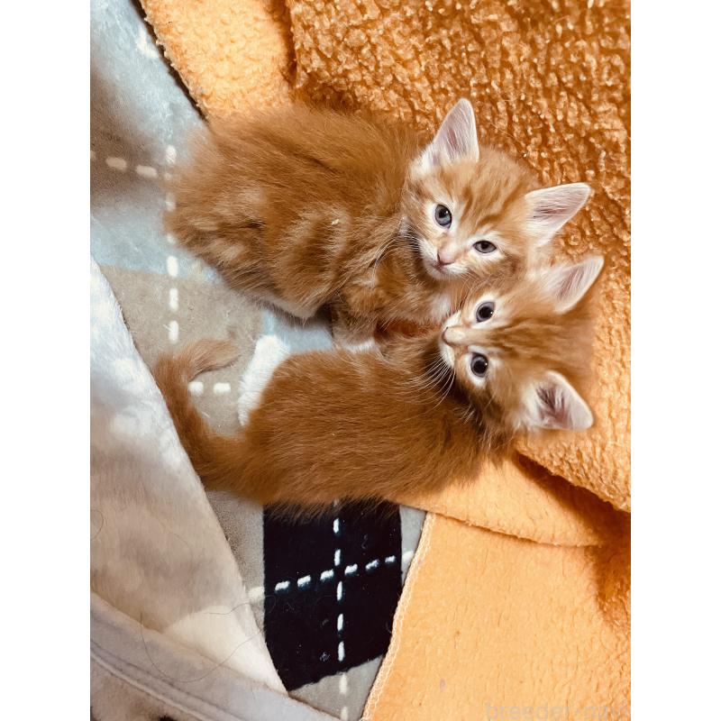 販売中の京都府のメインクーン-130772の2枚目